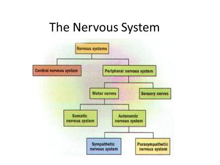 The Nervous System.