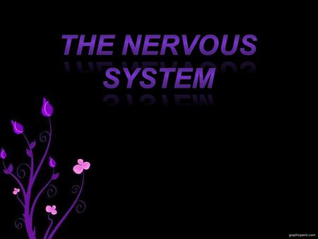 THE NERVOUS SYSTEM CENTRAL NERVOUS SYSTEM PERIPHERAL NERVOUS SYSTEM PERIPHERAL NERVOUS SYSTEM.