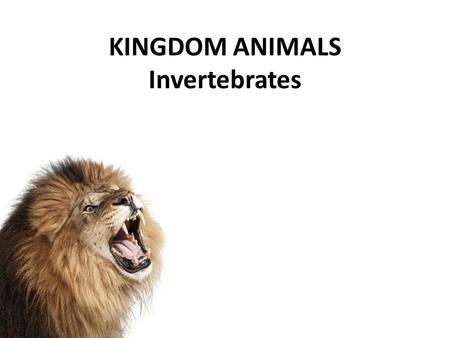 KINGDOM ANIMALS Invertebrates. KINGDOM ANIMALIA All multicellular, eukaryotic, heterotrophic Invertebrates: – Animals WITHOUT a backbone – Most abundant.