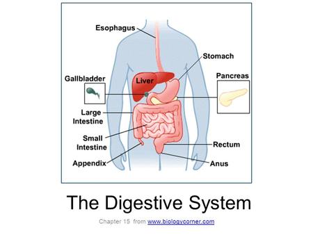 The Digestive System Chapter 15 from www.biologycorner.comwww.biologycorner.com.