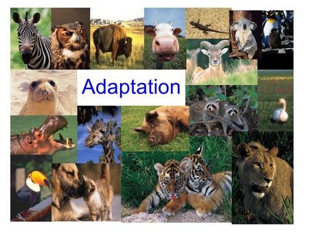 Adaptation. Adaptation is the ability of a plant or animal to change in order to survive in their environment.
