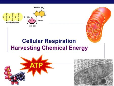 AP Biology 2009- 2010 Cellular Respiration Harvesting Chemical Energy ATP.