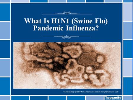 What Is H1N1 (Swine Flu) Pandemic Influenza? Colorized image of H1N1 from a transmission electron micrograph. Source: CDC.