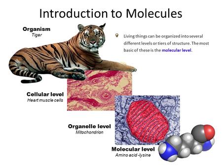 Introduction to Molecules Living things can be organized into several different levels or tiers of structure. The most basic of these is the molecular.