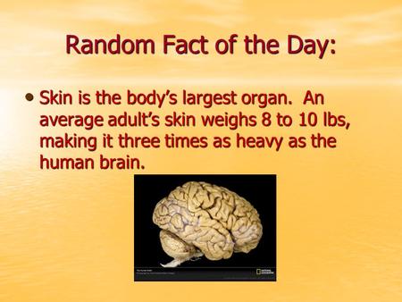 Random Fact of the Day: Skin is the body’s largest organ. An average adult’s skin weighs 8 to 10 lbs, making it three times as heavy as the human brain.