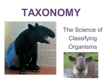 TAXONOMY The Science of Classifying Organisms. Why do we need to classify? When you have a lot of information, it is best to organize and group items.