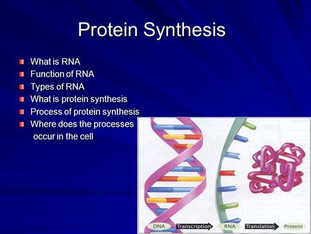 Protein Synthesis What is RNA Function of RNA Types of RNA What is protein synthesis Process of protein synthesis Where does the processes occur in the.
