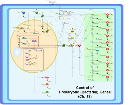 Control of Prokaryotic (Bacterial) Genes (Ch. 18)
