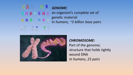 GENOME: an organism’s complete set of genetic material In humans, ~3 billion base pairs CHROMOSOME: Part of the genome; structure that holds tightly wound.