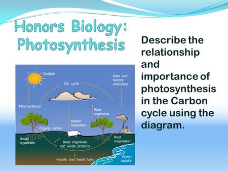 Honors Biology: Photosynthesis