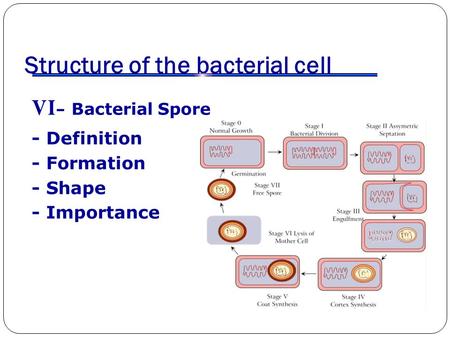 Structure of the bacterial cell VI- Bacterial Spore - Definition - Formation - Shape - Importance.