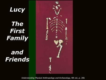 Lucy The First Family and Friends Understanding Physical Anthropology and Archaeology, 9th ed., p. 206.