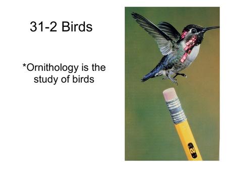 *Ornithology is the study of birds