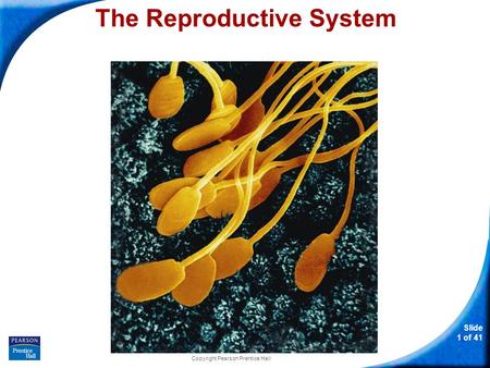 Slide 1 of 41 Copyright Pearson Prentice Hall The Reproductive System.