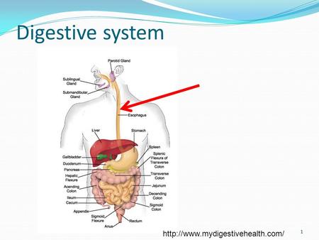 Digestive system 1