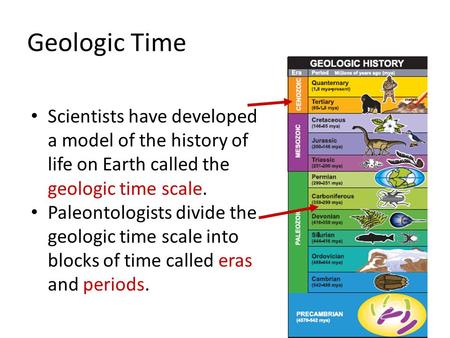 Geologic Time Scientists have developed a model of the history of life on Earth called the geologic time scale. Paleontologists divide the geologic time.