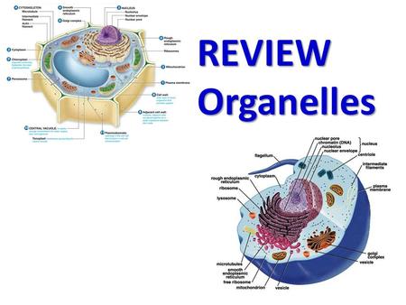 REVIEW Organelles. Membrane-bound structures within the cell that have specific functions. Organelles.