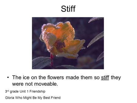 Stiff The ice on the flowers made them so stiff they were not moveable. 3 rd grade Unit 1 Friendship Gloria Who Might Be My Best Friend.