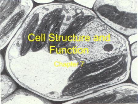 Cell Structure and Function Chapter 7. Life is Cellular Section 7-1.