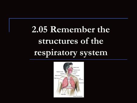 2.05 Remember the structures of the respiratory system.
