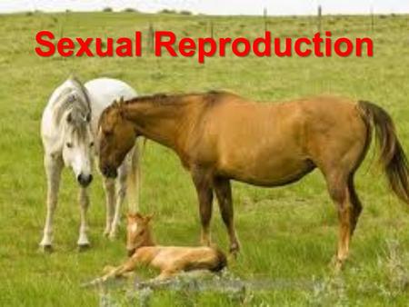 Sexual Reproduction. Two Different Parents: Sexual Reproduction Sexual reproduction occurs with two different parents which is different from asexual.