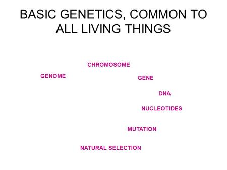 BASIC GENETICS, COMMON TO ALL LIVING THINGS GENOME NUCLEOTIDES CHROMOSOME GENE DNA MUTATION NATURAL SELECTION.
