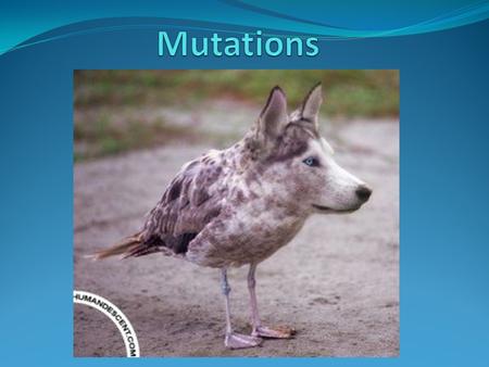 Introduction A mutation is a change in the normal DNA sequence. They are usually neutral, having no effect on the fitness of the organism. Sometimes,