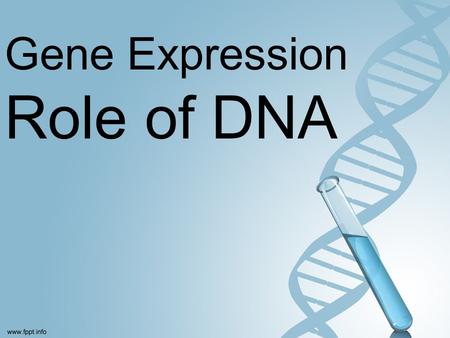 Gene Expression Role of DNA. Where is DNA? In the chromosomes in the nucleus.