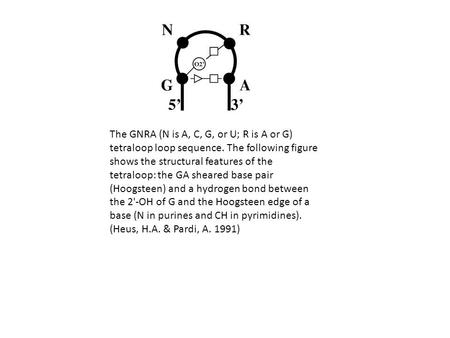 The GNRA (N is A, C, G, or U; R is A or G) tetraloop loop sequence. The following figure shows the structural features of the tetraloop: the GA sheared.