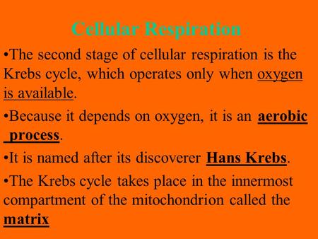 Cellular Respiration The second stage of cellular respiration is the Krebs cycle, which operates only when oxygen is available. Because it depends on oxygen,