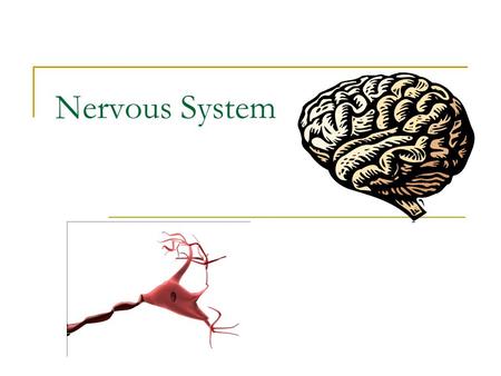 Nervous System. Structures  Brain, spinal cord, peripheral nerves Function  Recognizes and coordinates the body’s response to changes in its internal.
