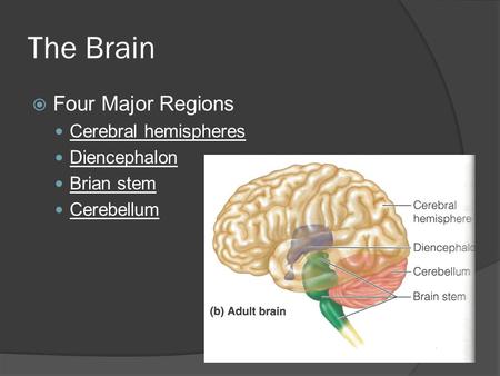 The Brain Four Major Regions Cerebral hemispheres Diencephalon