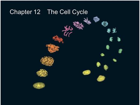 Chapter 12 The Cell Cycle. 2 Fig. 12-UN1 Telophase and Cytokinesis Anaphase Metaphase Prometaphase Prophase MITOTIC (M) PHASE Cytokinesis Mitosis S G1G1.
