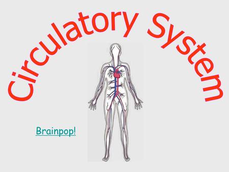 Brainpop!. What does the Circulatory System do? Function: The job of the circulatory system is to carry blood to and from different places in the body.