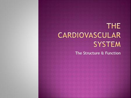 The Structure & Function.  To describe the structure of the cardiovascular system  To explain function and link this to physical features of the cardiovascular.