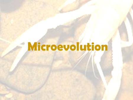 Microevolution. Levels of Evolutionary Study Microevolution: examines changes to the genes (alleles) within populations –Population Genetics: studies.