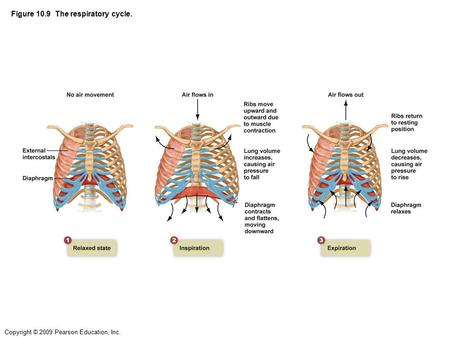 Copyright © 2009 Pearson Education, Inc. Figure 10.9 The respiratory cycle.