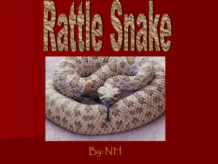 By: NH. Physical Features  The rattle snake is a big snake and prey should be scared.  The rattle snakes have brown and black skin  Their skin is scales.