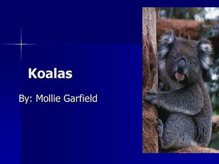 By: Priscilla Ayala. THE KOALA “BEAR,” IS A CUDDLY ANIMAL AND IT'S NOT A  BEAR AT ALL IT IS A MARSUPIAL OR POUCHED MAMMAL. - ppt download