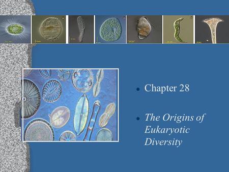 l Chapter 28 l The Origins of Eukaryotic Diversity.