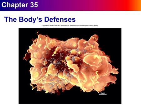 Chapter 35 The Body’s Defenses. 35.1 The Lymphatic System l plasma leaves the blood at capillaries  carries food and picks up waste  this fluid fills.