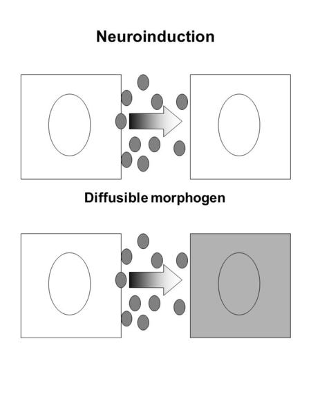 Neuroinduction Diffusible morphogen. Neural plate (Apposition of Different Germbands) Ant Post Endoderm and Mesoderm Involute with Gastrulation: Induction.