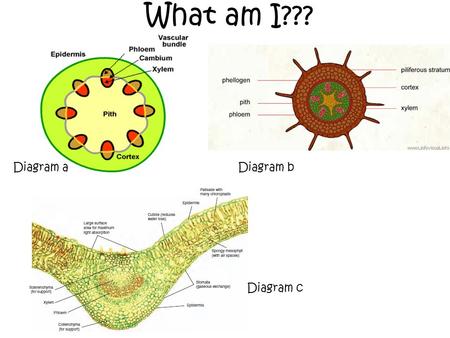What am I??? Diagram aDiagram b Diagram c. Module 2 Exchange and transport 1.2.13 Transport in plants-