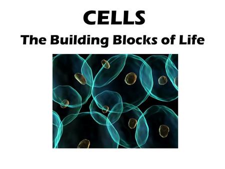 CELLS The Building Blocks of Life. What is a Cell? Small units that carry out all of an organism’s life activities.