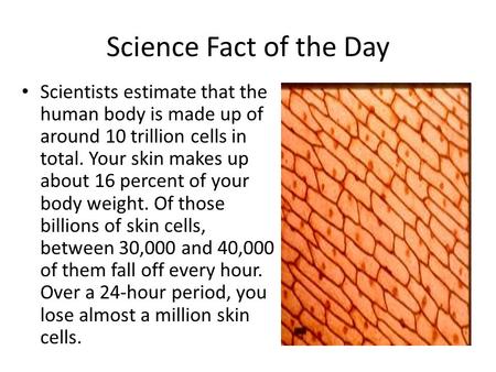 Science Fact of the Day Scientists estimate that the human body is made up of around 10 trillion cells in total. Your skin makes up about 16 percent of.