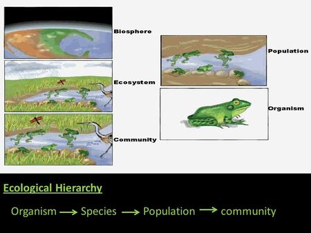 Ec Ecological Hierarchy OrganismSpeciesPopulationcommunity.