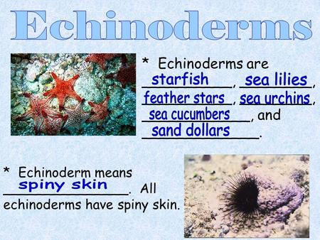 Echinoderms starfish sea lilies feather stars sea urchins