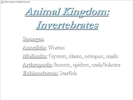 Animal Kingdom: Invertebrates Sponges Annelids: Worms Mollusks: Oysters, clams, octopus, snails Arthropods: Insects, spiders, crab/lobster Echinoderms: