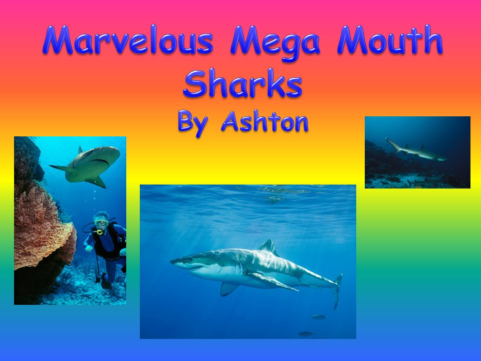 Marvelous Mega Mouth Sharks - ppt video online download