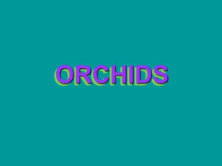 ORCHIDS ORCHIDS. Nunca prives a nadie de la esperanza; puede ser lo único que una persona posea. Never Deny Hope to Anyone. It might be All They Have.